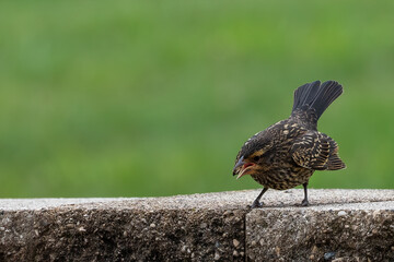 Young  red-winged blackbird (Agelaius phoeniceus) asking for food