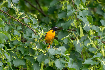 The Baltimore oriole (Icterus galbula)  sitting on a tree.