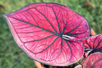 Characteristic of the red heart-shaped leaves with prominent veins of a type of Caladium.