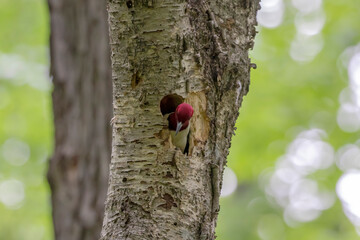 The red-headed woodpecker on a tree with a nest cavity.