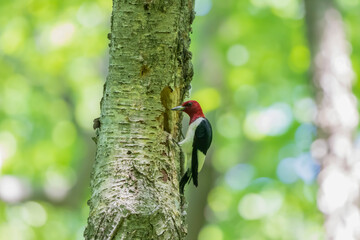 The red-headed woodpecker on a tree with a nest cavity.