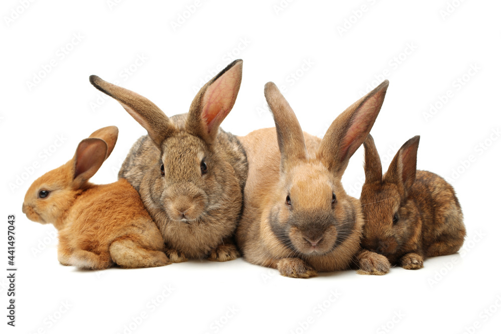 Wall mural brown bunny rabbits isolated on white background 