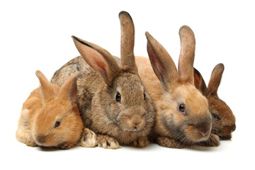 Obraz premium brown bunny rabbits isolated on white background 