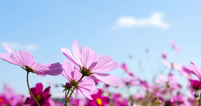 Low angle video of a cosmos field in full bloom.
Fixed camera shooting.