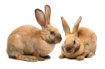 Obraz premium brown bunny rabbits isolated on white background 