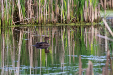 The hooded merganser (Lophodytes cucullatus) , hen in the marsh