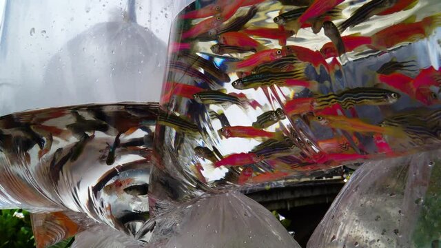 Close up of several bright black and red little fishes in plastic water bags. Static view. Da Lat. Vietnam 