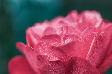 Rosa rosa con rocío del amanecer pequeñas gotas de agua macro fotografia petalos de rosa