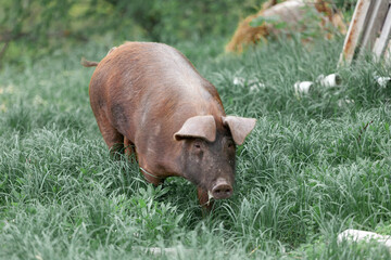 piglet with dark brown hair and curled pig tail in a cage eating grass on a pig pork farm