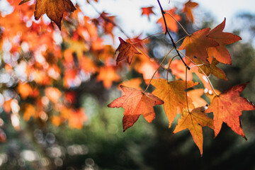 hojas de otoño arbol naranjas liquid ambar