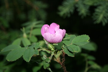 Wild Alberta Rose