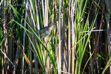 The least bittern (Ixobrychus exilis)  in the reeds. It is one of the smallest herons in the world found in the Americas.