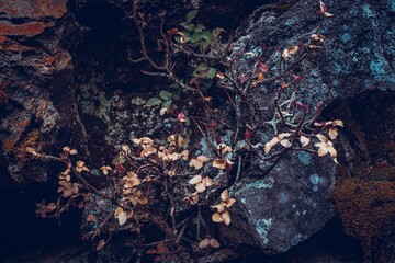 cave in the forest wabi sabi 