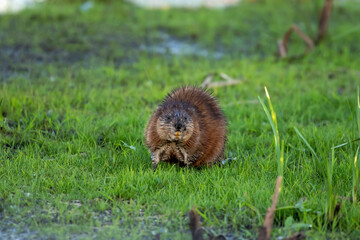 The muskrat (Ondatra zibethicus). Rodent native to North America