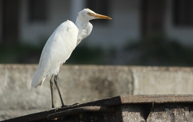 Egret