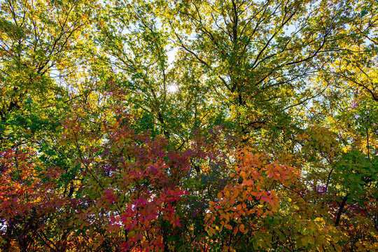 Branches of autumn trees with bright yellow and red leaves