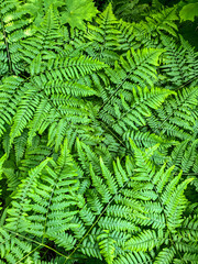Stock Foto Fern in summer in the field