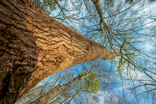Hickory Tree on the Ribbonwalk Urban Trail, Charlotte, North Carolina
