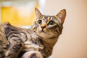 Close up shot of cute cat
