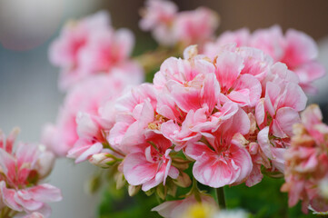 ベランダガーデニング ピンクのゼラニウム 花言葉は育ちの良さ 尊敬 Wall Mural 宮岸孝守