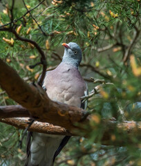 Common Wood Pigeon in a Tree in Latvia
