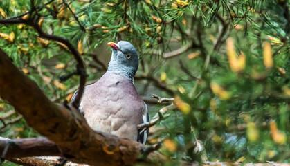 Common Wood Pigeon in a Tree in Latvia