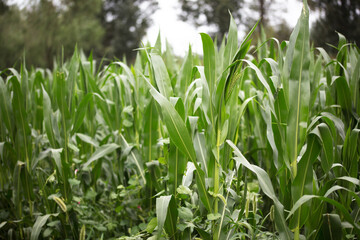 Obraz premium Cornfield in late summer