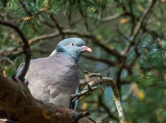 Common Wood Pigeon in a Tree in Latvia