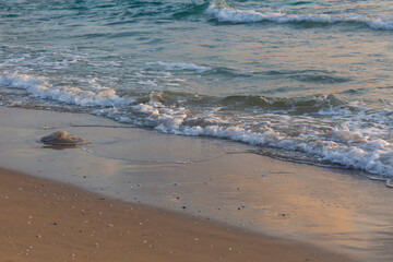 Large jellyfish lies on the shore of a beach. Sky and water. Jellyfish on the beach in the morning. Rhopilema nomadica jellyfish at the Mediterranean sea on the shore. Jellyfish washed up on a beach