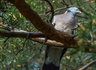 Common Wood Pigeon in a Tree in Latvia