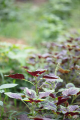 Amaranth