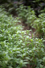 Green Leafy Wild Vegetables