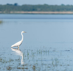 Great White Egret in Lake Fishing