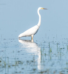 Great White Egret in Lake Fishing