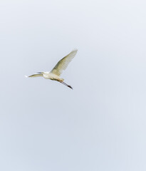 Great White Egret Flying over Wetland in Latvia