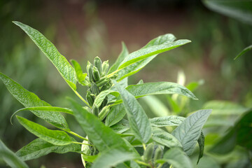 Sesame seeds about to ripen
