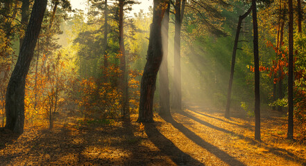 Nice sunny morning. The rays of the sun play in the branches of the trees. Nice walk in nature.