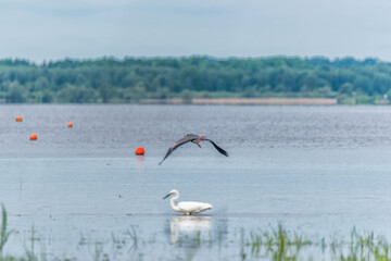 Gray Heron Flying over a Great White Egret at a Wetland Lake