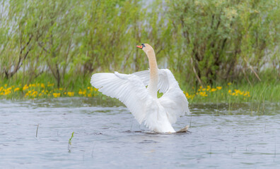 Swan Spreading Wings in a Lake in a Wetland Soft Focus