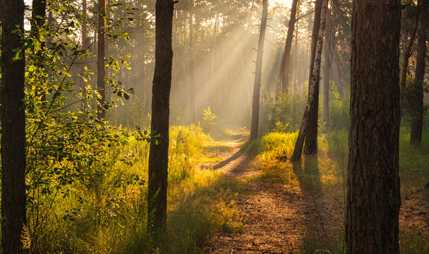 Nice sunny morning. The rays of the sun play in the branches of the trees. Nice walk in nature. © Mykhailo