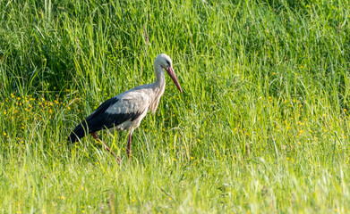 Stork Hunting for Frogs in a Wetland in Latvia