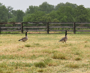Two geese in a grass field in front of a wooden fence