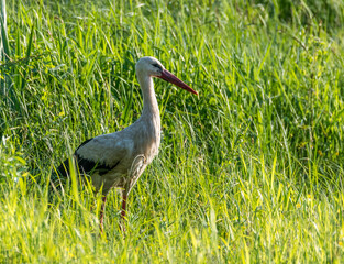 Fototapeta premium Stork Hunting for Frogs in a Wetland in Latvia