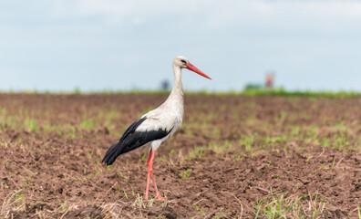 Stork Hunting in a Farm Field in Latvia
