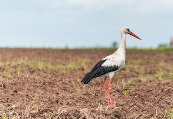 Stork Hunting in a Farm Field in Latvia