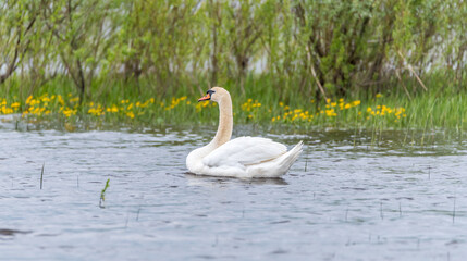 Swan Swimming in Lake at Wetland in Latvia