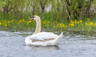 Swan Swimming in Lake at Wetland in Latvia