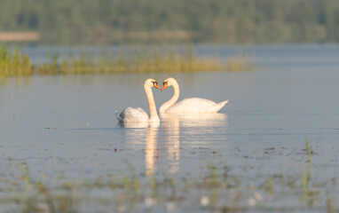 Swans in Love Swimming in Lake at Wetland in Latvia at Sunset