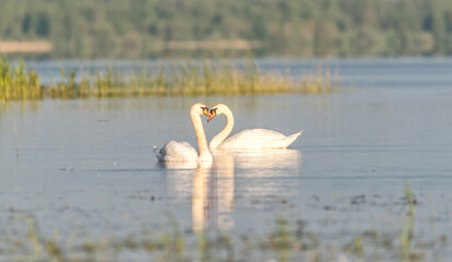 Swans in Love Swimming in Lake at Wetland in Latvia at Sunset
