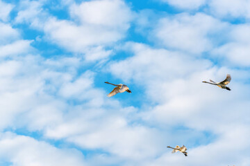 Swans Flying in Formation in a Cloudy Blue Sky